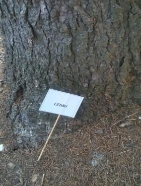 ogni albero ha un cartellino!