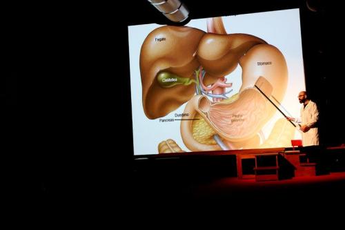 Anatomia di fegato, cistifellea e stomaco