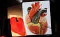 Anatomia del cuore